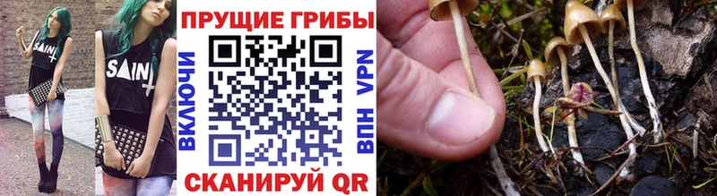 дарнет шоп  Чита  маркетплейс формула  Псилоцибиновые грибы Magic Shrooms 